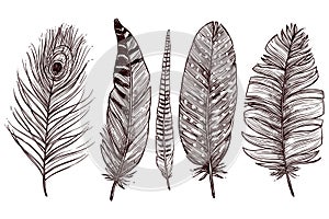 bird feathers, black feathers, feather illustration set