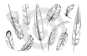 Bird feathers. Black white quill logo, pattern of goose or swan, peacock or angel plume, soft fluffy plumage. Hand drawn