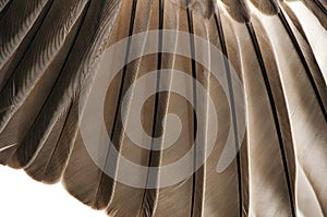 Bird Feathers Closeup