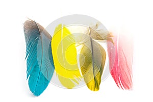 Bird feathers isolated