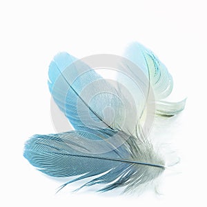 Bird feathers isolated