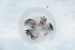 Bird feathers on snow. survival in the wild