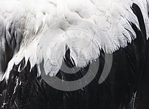Bird Feature close up Animal Wing Nature Background