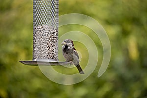 Bird on feeder