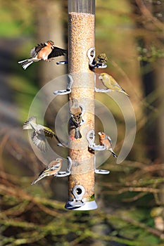 Bird feeder photo