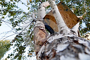 bird feeder on a birch tree low shooting angle