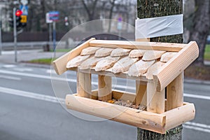 Bird feeder in the city of Warsaw in Poland