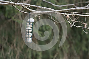 A bird feeder filled with grease balls and birdseeds