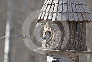 Bird feeder and five birds