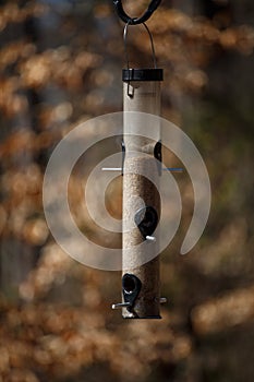 Bird Feeder in Forest