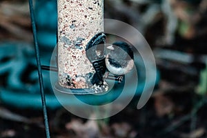 Chickadee Bird on Bird Feeder in Garden eating Seeds