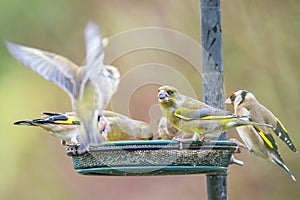 Bird Feeder Gathering: Greenfinches and Goldfinches in Flight
