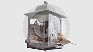 Bird Feeder with House Finches