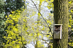 Bird feeder hung on a tree among the high leaves.