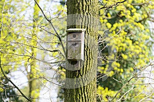 Bird feeder hung on a tree among the high leaves.