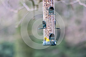 Bird feeder for hungry birds like European blue tit or other songbirds help bird to survive the cold winter with peanuts and seeds