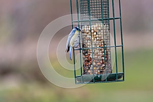 Bird feeder for hungry birds like European blue tit or other songbirds help bird to survive the cold winter with peanuts and seeds