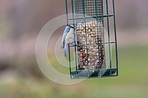 Bird feeder for hungry birds like European blue tit or other songbirds help bird to survive the cold winter with peanuts and seeds