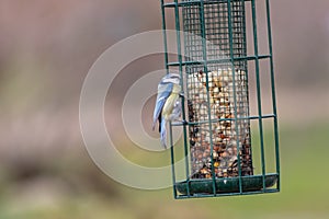 Bird feeder for hungry birds like European blue tit or other songbirds help bird to survive the cold winter with peanuts and seeds