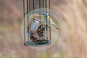 Bird feeder for hungry birds like European blue tit or other songbirds help bird to survive the cold winter with peanuts and seeds