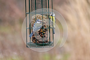 Bird feeder for hungry birds like European blue tit or other songbirds help bird to survive the cold winter with peanuts and seeds