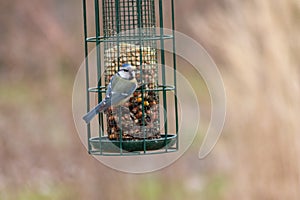 Bird feeder for hungry birds like European blue tit or other songbirds help bird to survive the cold winter with peanuts and seeds