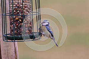 Bird feeder for hungry birds like European blue tit or other songbirds help bird to survive the cold winter with peanuts and seeds