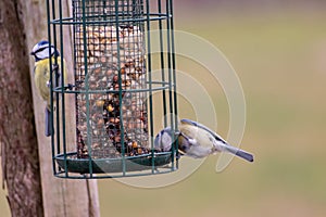 Bird feeder for hungry birds like European blue tit or other songbirds help bird to survive the cold winter with peanuts and seeds