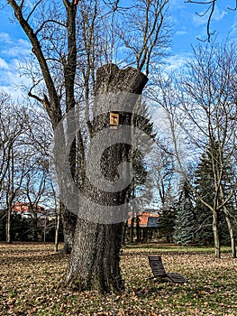 Bird feeder on the old cut down tree, Pezinok, Slovakia