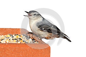 Bird On A Feeder on White