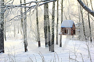 Uccello inverno foresta 