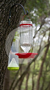 Bird feeder and Yellow Jacket trap