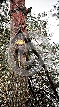 Bird feeders at the autumn trees