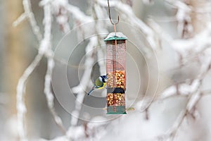 Bird feeders with a Blue Tit