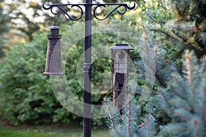 Bird feeders hang in a backyard garden