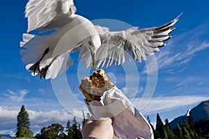 Uccello alimentazione 