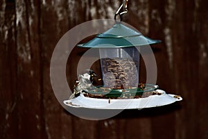 A bird feeding from a bird feeder