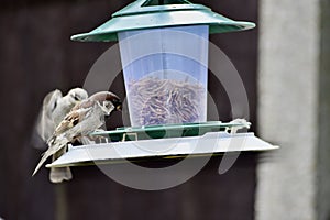 Bird feeding on a bird feeder