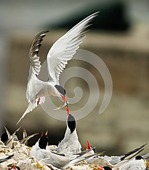 Bird feeding chicks in nest