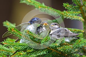 Bird feeding chicks in pine branch