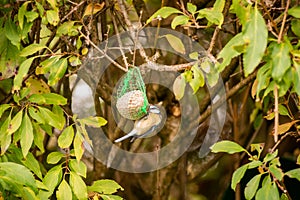 Bird feeding from a fat ball