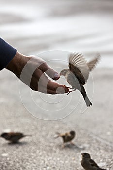 Bird feeding hand
