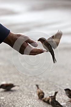 Bird feeding hand