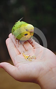 Bird feeding hand