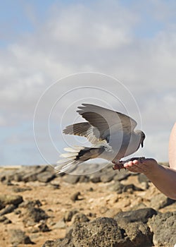 Bird feeding from hand