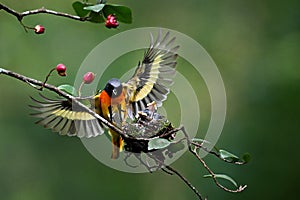 A bird is feeding its chicks perched on a tree branch