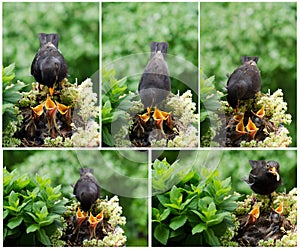Bird feeding its Nestlings