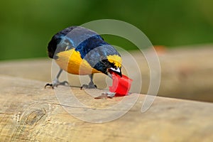 Bird feeding red fruit. Yellow-throated Euphonia, Euphonia hirundinacea, blue and yellow exotic bird from the Costa Rica. Wildlife