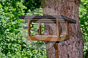 The bird feeds in a bird feeder on a tree.