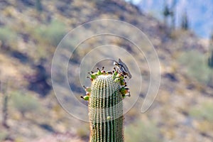 Bird Feeds on Cactus Fruit